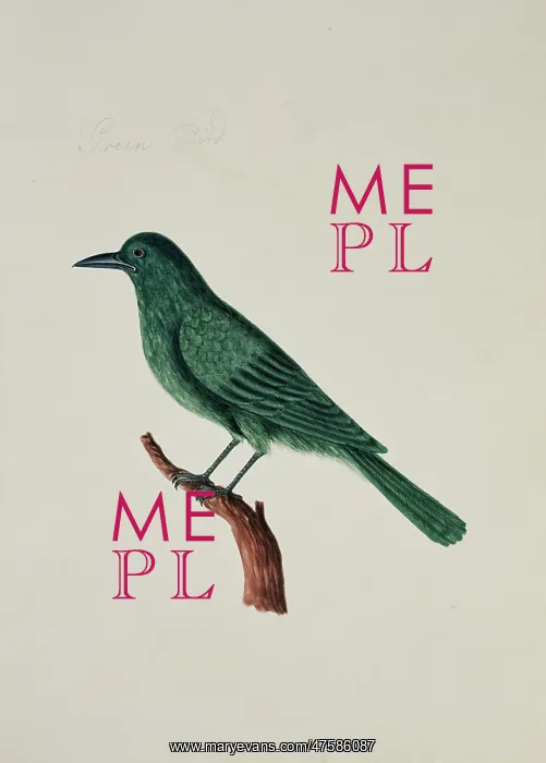 : Dicurus sp. drongo : Dicurus sp. drongo