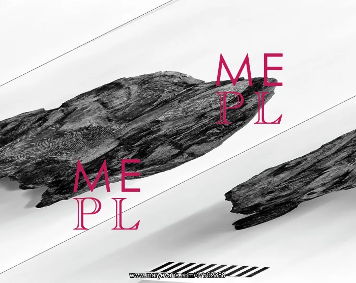 : Dicynodon leoniceps : Dicynodon leoniceps