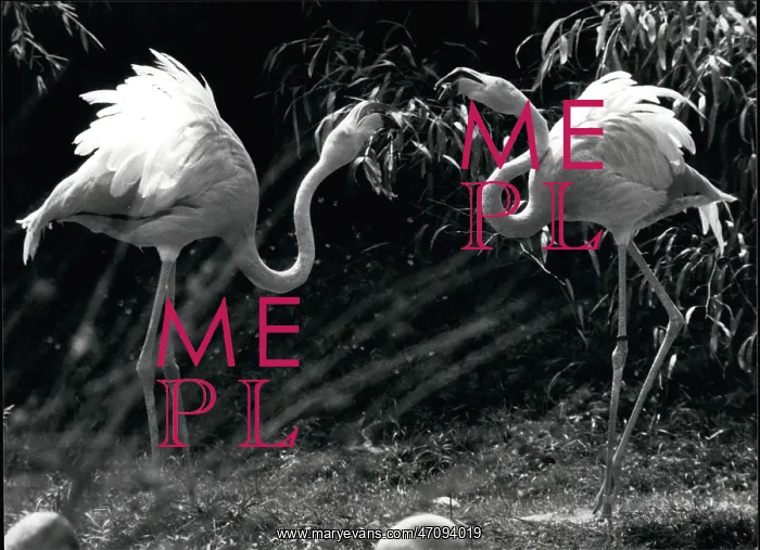 : Did you know?': The pink flamingos seem to chat : Did you know?': The pink flamingos seem to chat