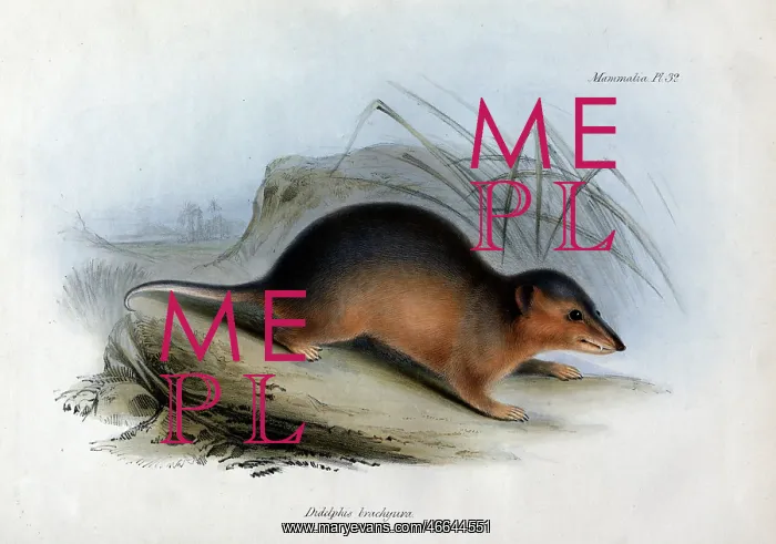 : Didelphis brachyura : Didelphis brachyura