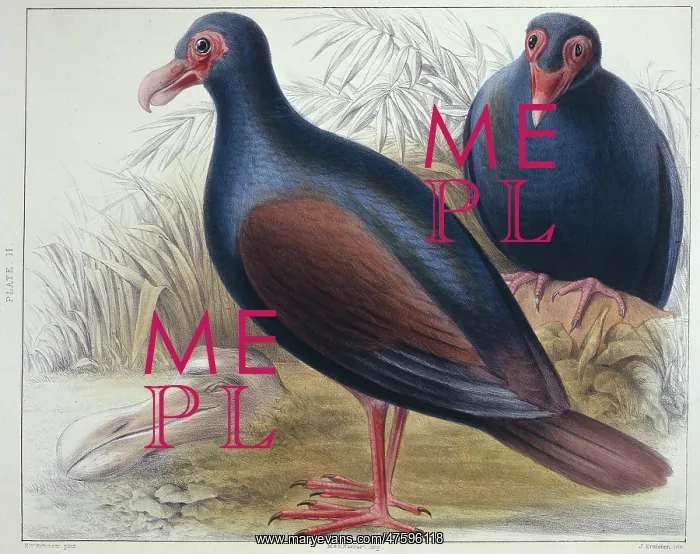 : Didunculus strigirostris, tooth-billed pigeon : Didunculus strigirostris, tooth-billed pigeon