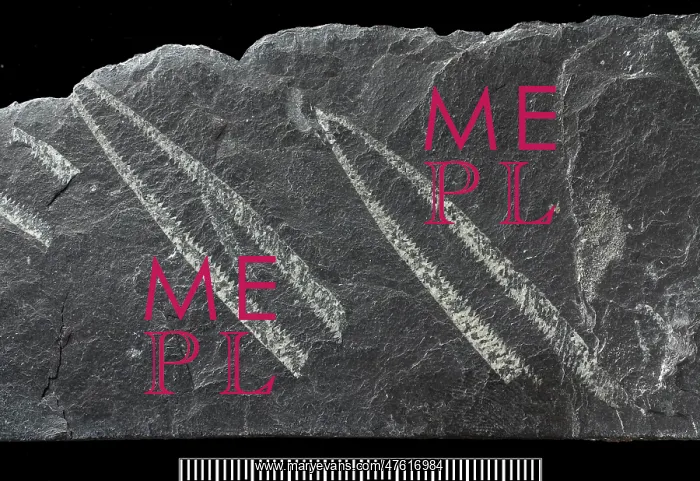 : Didymograptus, fossil graptolite : Didymograptus, fossil graptolite