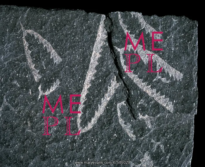 : Didymograptus, graptolite : Didymograptus, graptolite