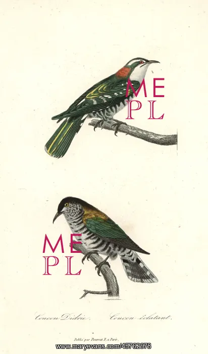 : Diederik cuckoo and shining bronze-cuckoo : Diederik cuckoo and shining bronze-cuckoo