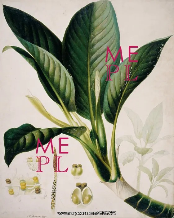 : Dieffenbachia seguine, dumb-cane : Dieffenbachia seguine, dumb-cane
