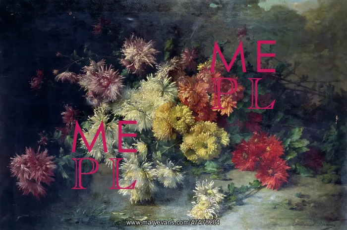 : Different coloured spikey Chrysanthemums : Different coloured spikey Chrysanthemums
