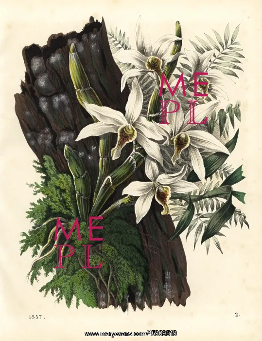 : Different fruit orchid, Dendrobium heterocarpum : Different fruit orchid, Dendrobium heterocarpum