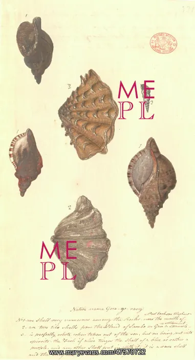 : Four different molluscs : Four different molluscs