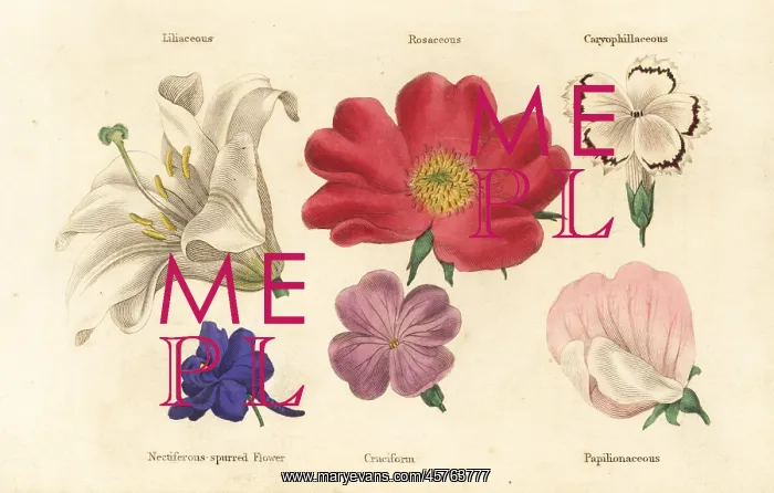  : Different types of flower