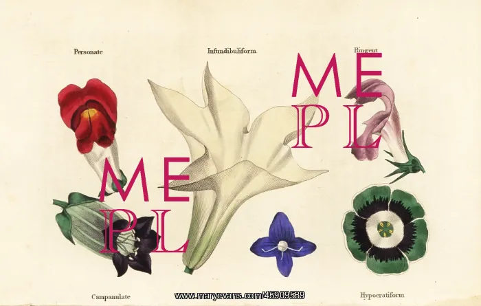 : Different types of flower : Different types of flower