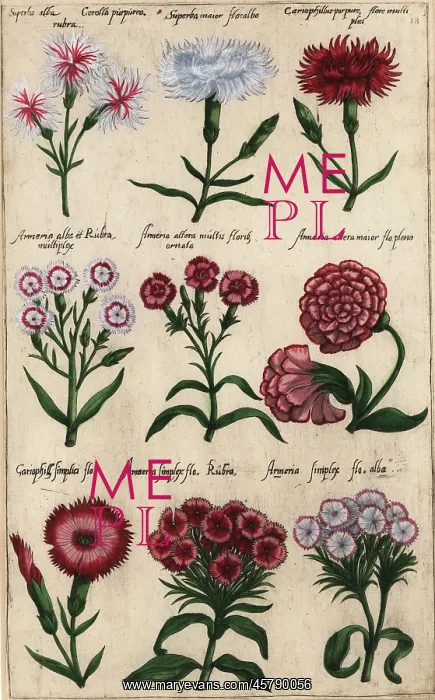 : Different varieties of carnation, Dianthus caryophyllus : Different varieties of carnation, Dianthus caryophyllus