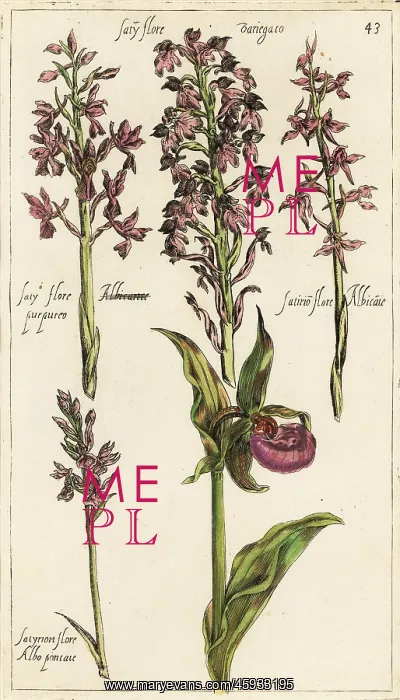 : Different varieties of European orchids including : Different varieties of European orchids including