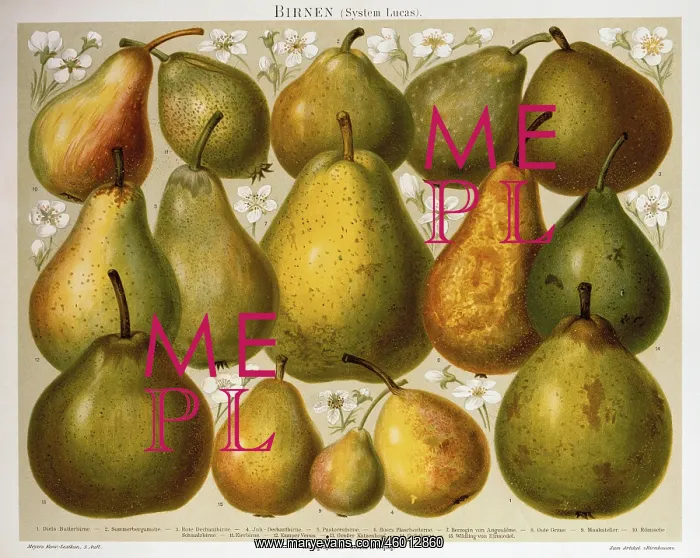  : Pears. Different varieties of pear, (Pyrus communis)