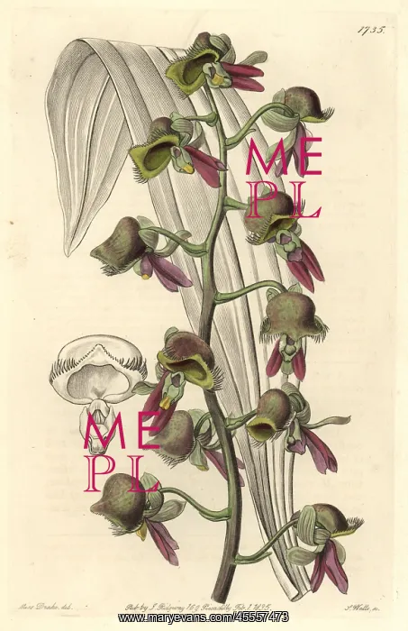  : Differently colored catasetum orchid, Catasetum discolor