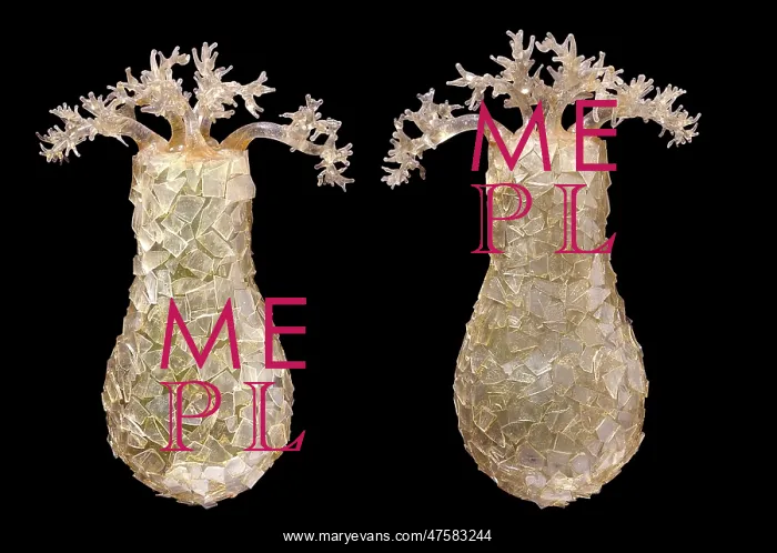 : Difflugia pyriformis, amoebae : Difflugia pyriformis, amoebae