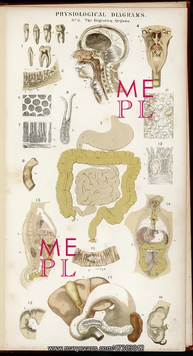 : DIGESTIVE ORGANS : DIGESTIVE ORGANS