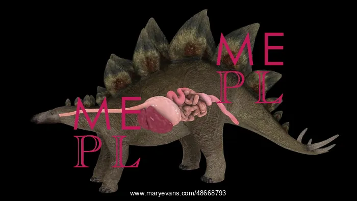 : Digestive system of a Stegosaurus dinosaur : Digestive system of a Stegosaurus dinosaur
