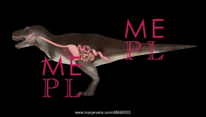  : Digestive system of Tyrannosaurus rex, side view