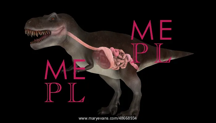 : Digestive system of Tyrannosaurus rex, side view : Digestive system of Tyrannosaurus rex, side view