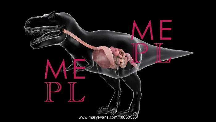 : Digestive system of Tyrannosaurus rex, side view : Digestive system of Tyrannosaurus rex, side view
