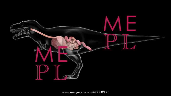  : Digestive system of Tyrannosaurus rex, side view