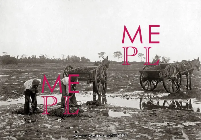  : Digging pitch, La Brea, Trinidad, circa 1900