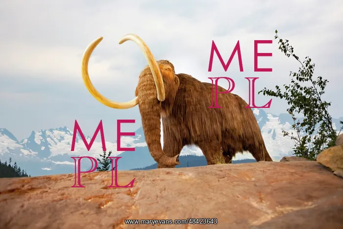 : Digital illustration of a woolly mammoth, Mammuthus : Digital illustration of a woolly mammoth, Mammuthus