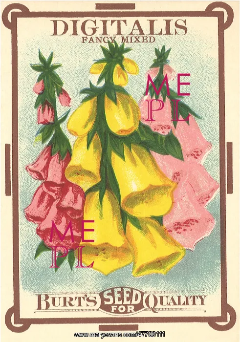  : Digitalis or Foxglove