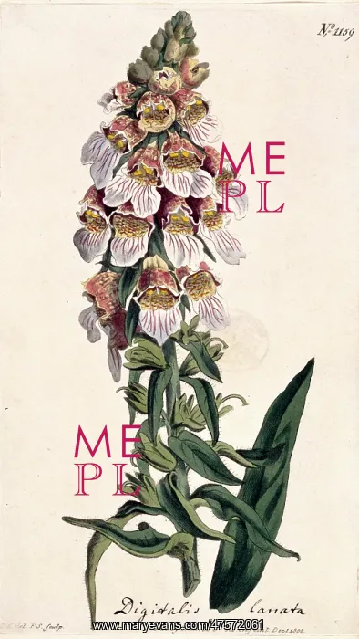 : Digitalis lanata, foxglove : Digitalis lanata, foxglove