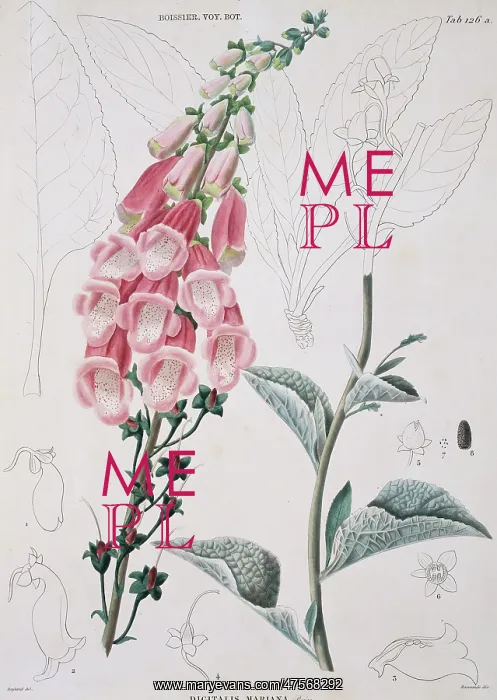 : Digitalis mariana, foxglove : Digitalis mariana, foxglove