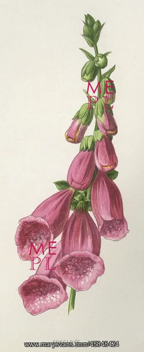  : DIGITALIS PURPUREA