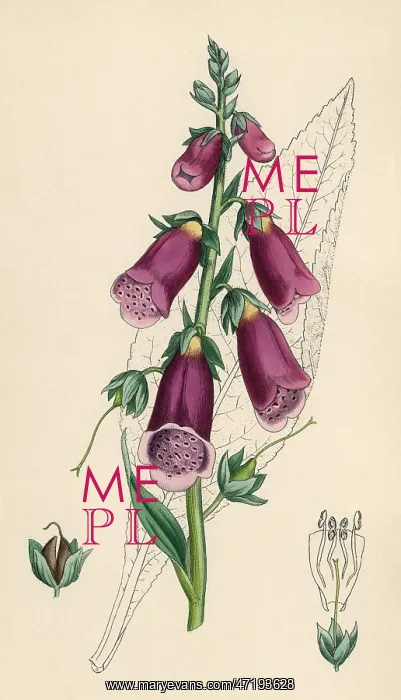  : DIGITALIS PURPUREA