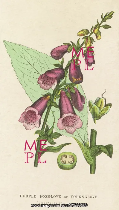  : DIGITALIS PURPUREA