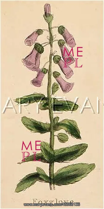  : DIGITALIS PURPUREA
