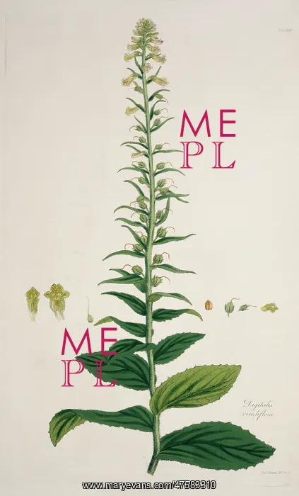 : Digitalis viridiflora, foxglove : Digitalis viridiflora, foxglove