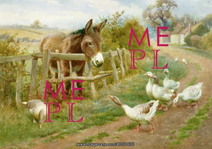 : Dignity and Impudence ' donkey & geese : Dignity and Impudence ' donkey & geese