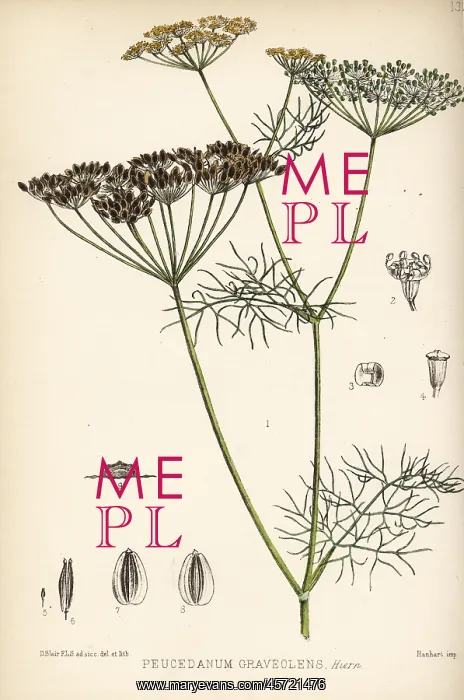 : Dill, Anethum graveolens : Dill, Anethum graveolens