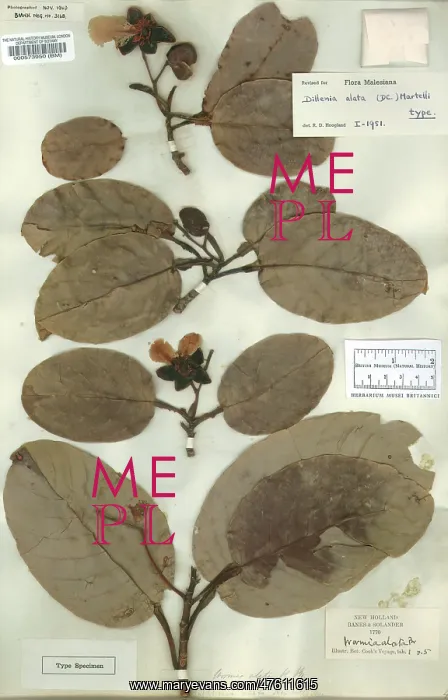 : Dillenia alata : Dillenia alata