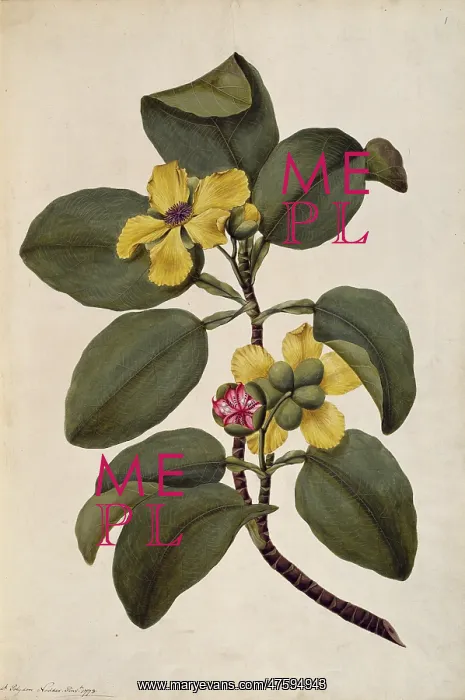 : Dillenia alata, red beech tree : Dillenia alata, red beech tree