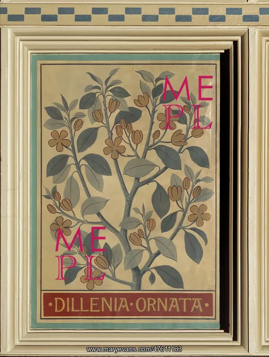 : Dillenia ornata, camellia : Dillenia ornata, camellia