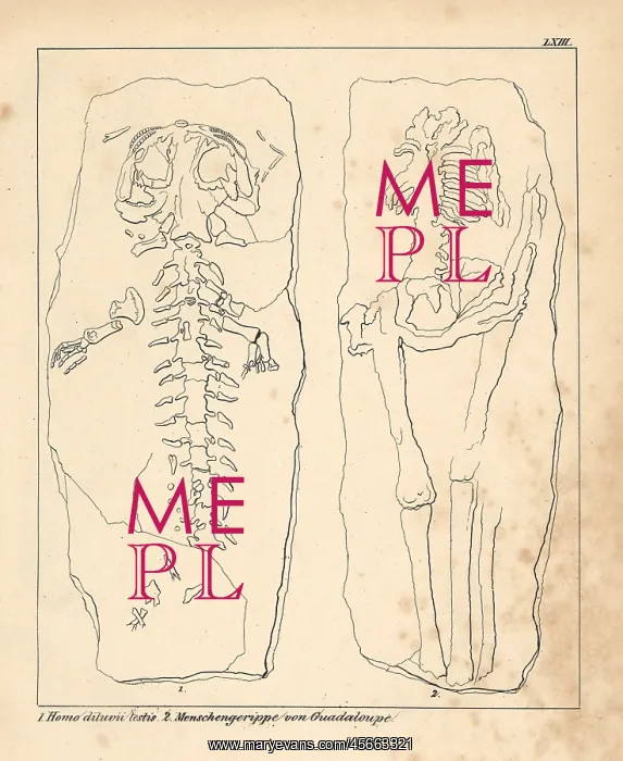 : Diluvian human skeleton known as Homo diluvii : Diluvian human skeleton known as Homo diluvii