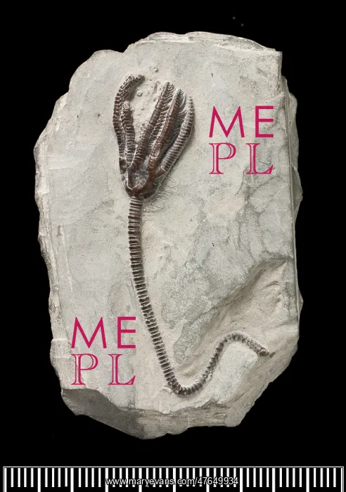 : Dimerocrinus, fossil crinoid : Dimerocrinus, fossil crinoid
