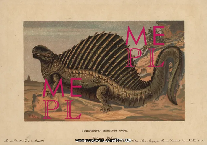 : Dimetrodon, extinct predatory synapsid genus of the Permian : Dimetrodon, extinct predatory synapsid genus of the Permian