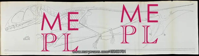  : Dimorphodon macronyx