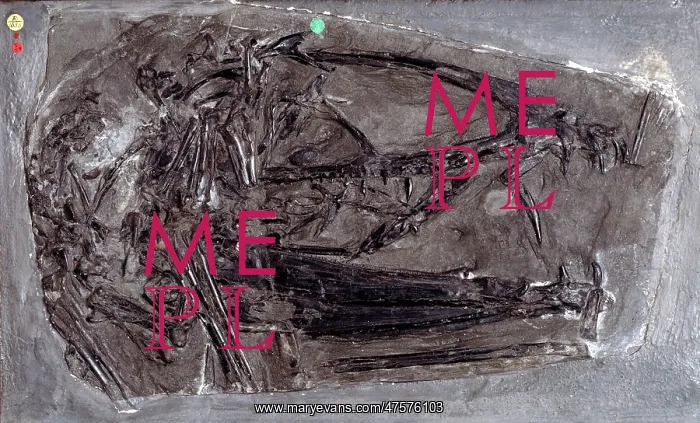 : Dimorphodon macronyx : Dimorphodon macronyx