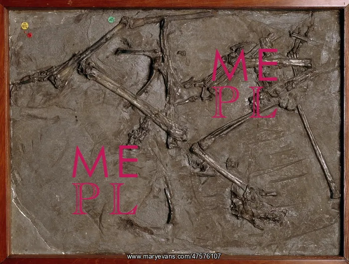 : Dimorphodon macronyx : Dimorphodon macronyx
