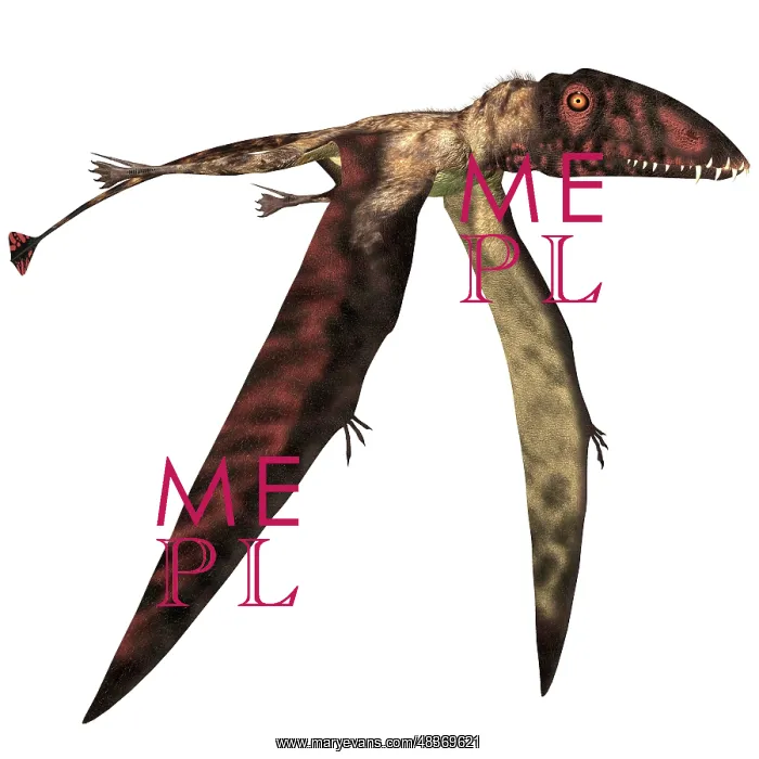 : Dimorphodon pterosaur, white background : Dimorphodon pterosaur, white background