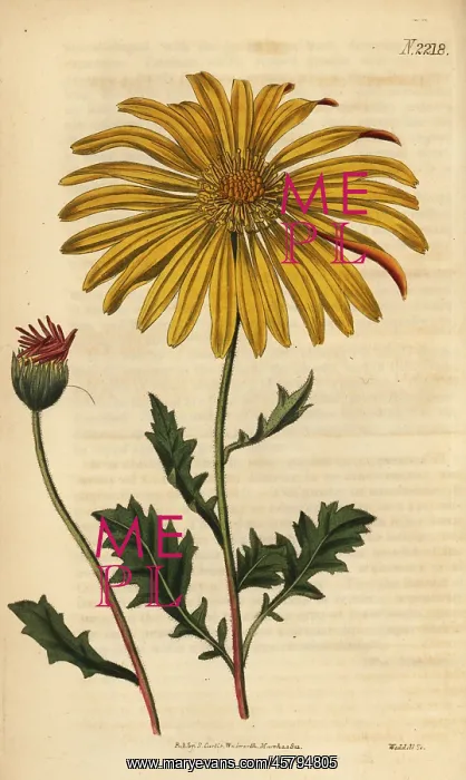 : Dimorphotheca chrysanthemifolia : Dimorphotheca chrysanthemifolia