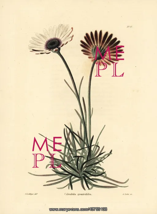 : Dimorphotheca nudicaulis var. graminifolia : Dimorphotheca nudicaulis var. graminifolia
