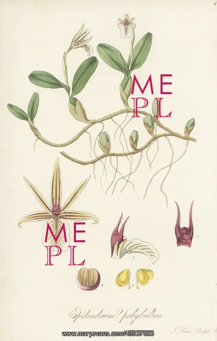: Dinema polybulbon orchid : Dinema polybulbon orchid